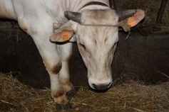 foto allevamento 2019 12.jpg